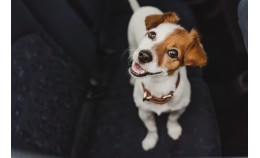 3 причины укачивания собак в автомобиле
