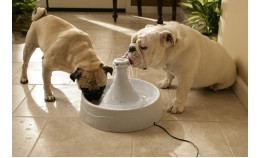 Как правильно давать воду собаке?