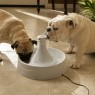 Как правильно давать воду собаке?