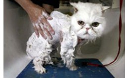 Нужно ли мыть кота? А если он боится воды?