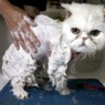 Нужно ли мыть кота? А если он боится воды?